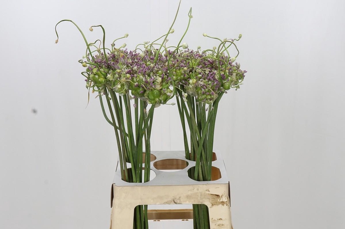 <h4>Allium Green Drops</h4>
