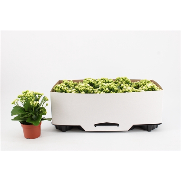 <h4>Kalanchoe Double White, in kraag</h4>