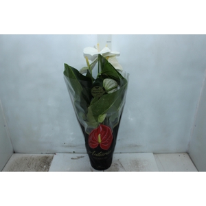 ANTHURIUM ALASKA P17 PREMIUM