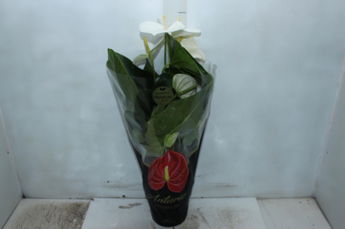 <h4>ANTHURIUM ALASKA P17 PREMIUM</h4>