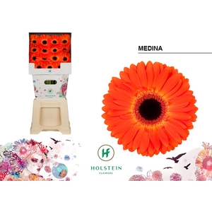 Gerbera diamond medina