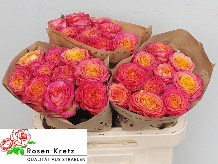 <h4>R GR CAMPARI</h4>