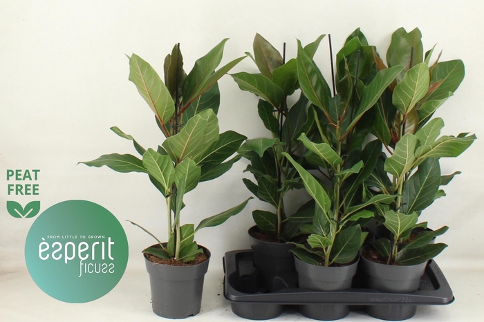 <h4>FIC BENG JOY</h4>