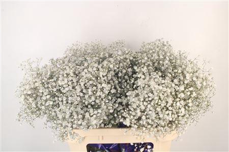 <h4>Gyps Klb Silver Glitter</h4>