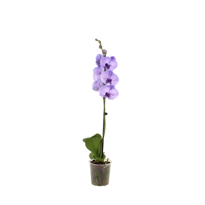 Phal I Am Purple Heart 1T9+ (24 uur levertijd)