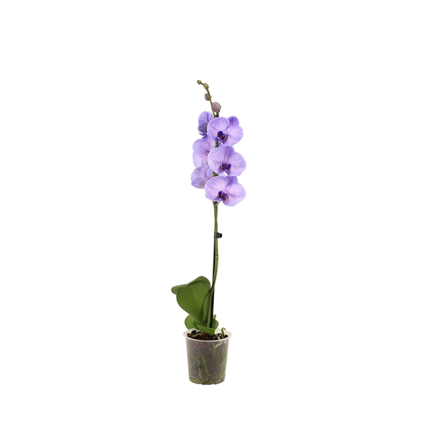 <h4>Phal I Am Purple Heart 1T9+ (24 uur levertijd)</h4>