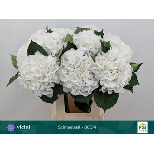 HYDRANGEA  'SCHNEEBALL'