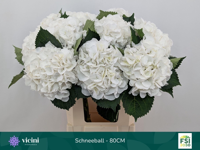 <h4>Hydrangea  'Schneeball'</h4>