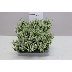 Calluna Mini Beauty Lady Wit
