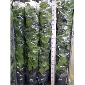 Ficus lyrata 'Bambino'