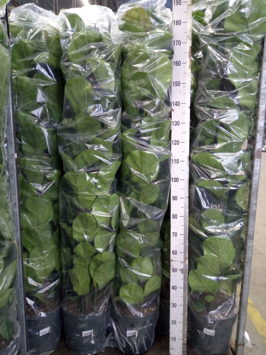 <h4>Ficus lyrata 'Bambino'</h4>