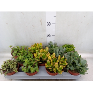 Crassula   ...mix
