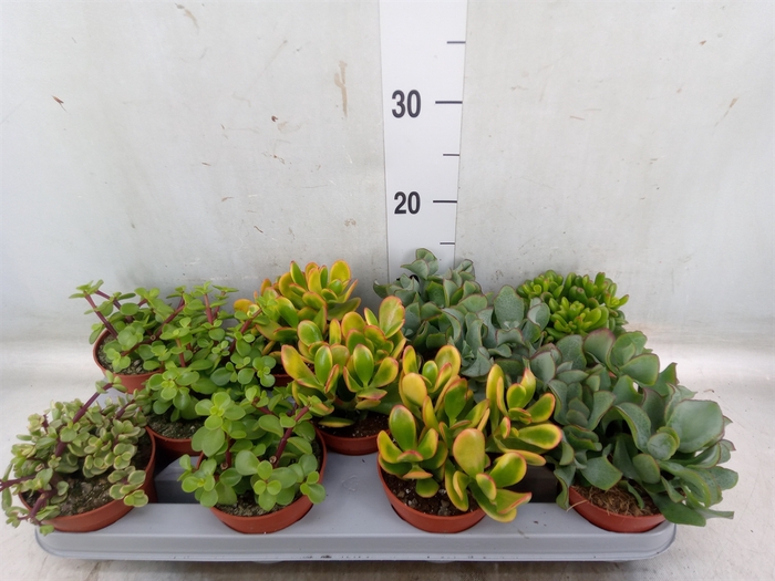 <h4>Crassula   ...mix</h4>