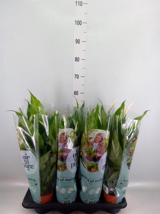 <h4>Spathiphyllum  'Sweet Chico'</h4>