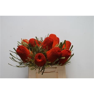 Banksia Hookeriana Orange