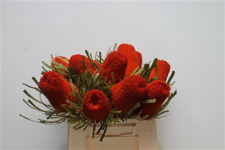 <h4>Banksia Hookeriana Orange</h4>