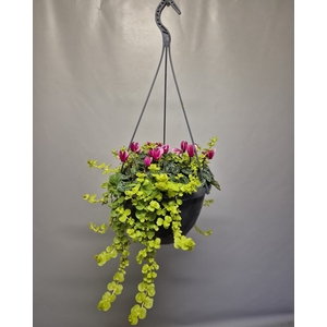 Hangpot 23 cm Cyclaam met Lysemachia