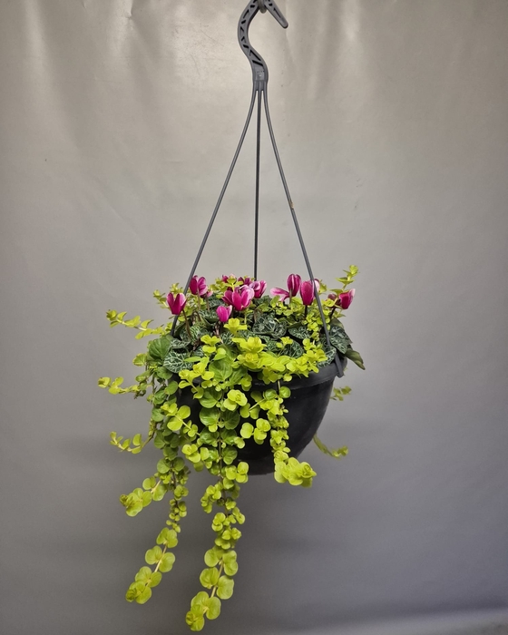 <h4>Hangpot 23 cm Cyclaam met Lysemachia</h4>