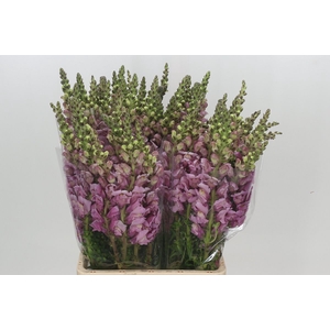 Antirrhinum Potomac Lavender