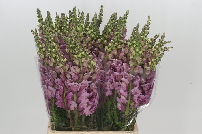 <h4>Antirrhinum Potomac Lavender</h4>