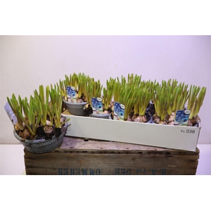 arr8 Muscar Big Smile