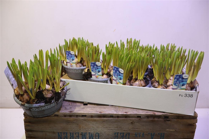 <h4>arr8 Muscar Big Smile</h4>