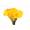 Calla Gold Medal