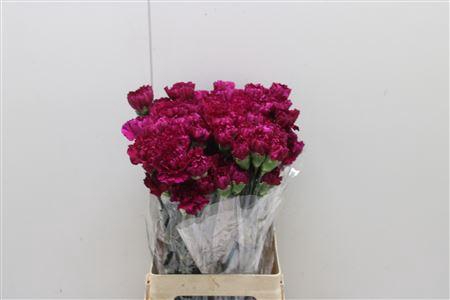 <h4>Di St Golem</h4>