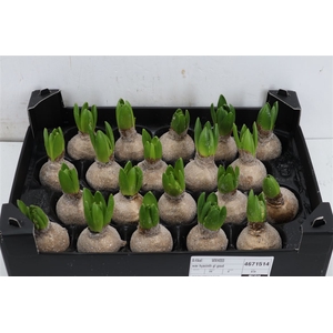 Wax Hyacinth Gl Goud