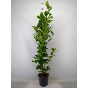 Ficus microcarpa 'Moclame'