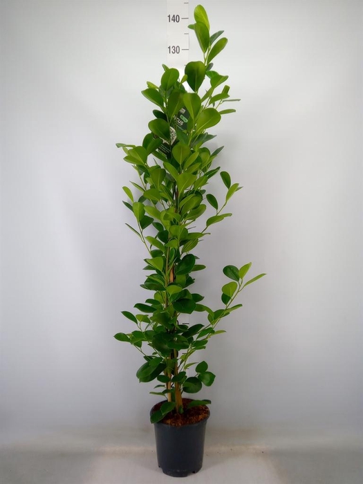 <h4>Ficus microcarpa 'Moclame'</h4>