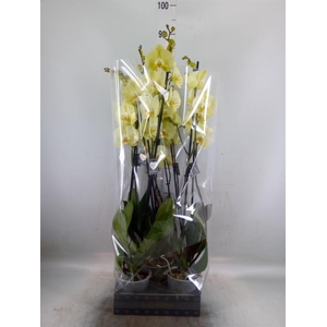 Phalaenopsis  'Golden Coin'