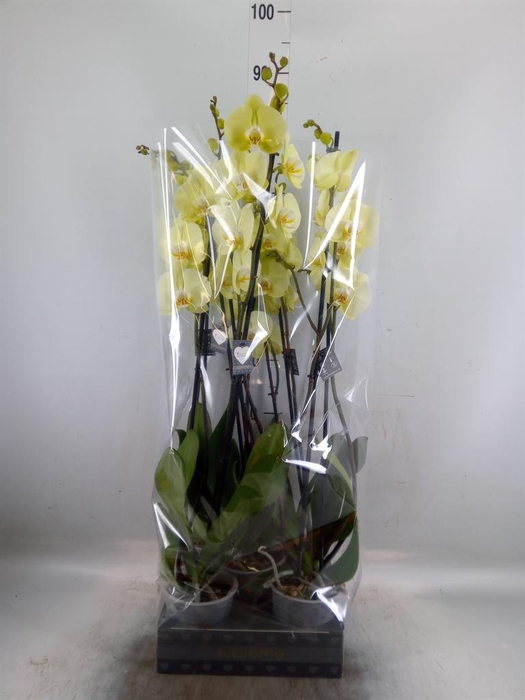 <h4>Phalaenopsis  'Golden Coin'</h4>