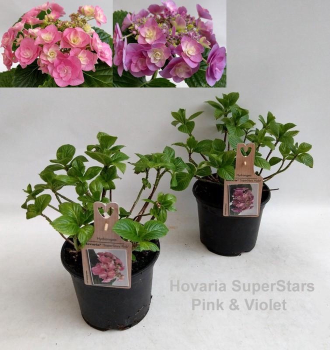 <h4>Hydrangea Hovaria SuperStars Mix Garden 19cm</h4>