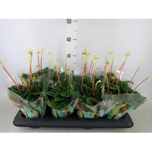 Peperomia caperata 'Lilian'