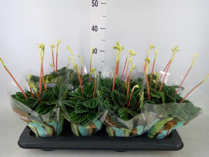 <h4>Peperomia caperata 'Lilian'</h4>