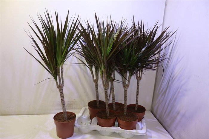 <h4>Dra Marg Magenta</h4>