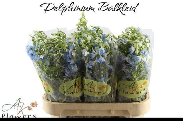 <h4>DELPH EN BALLKLEID</h4>