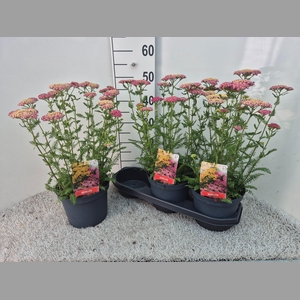 ACHI MILLEFOLIUM