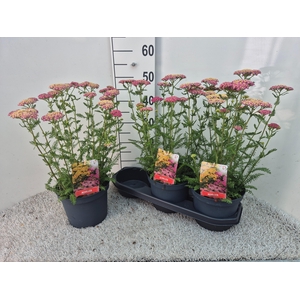 ACHI MILLEFOLIUM