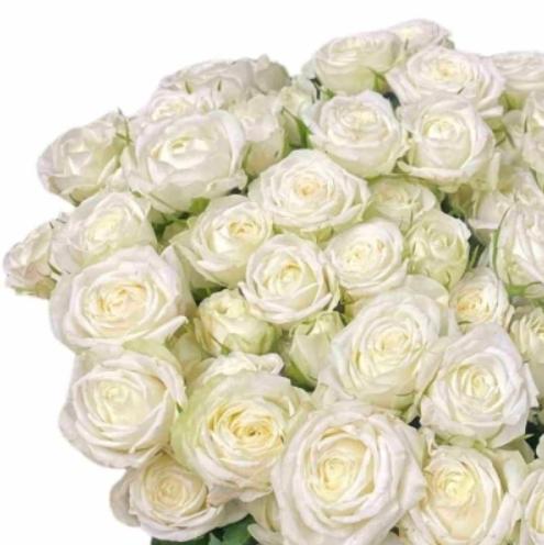 <h4>Rosa TR 'Milky Way' BRAAM</h4>