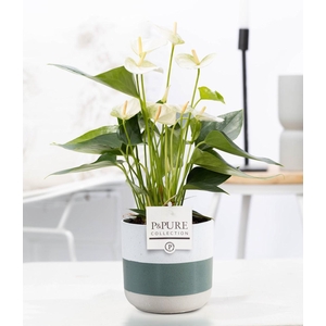 Anthurium white (Elido) in P&PURE Lauren ceramics
