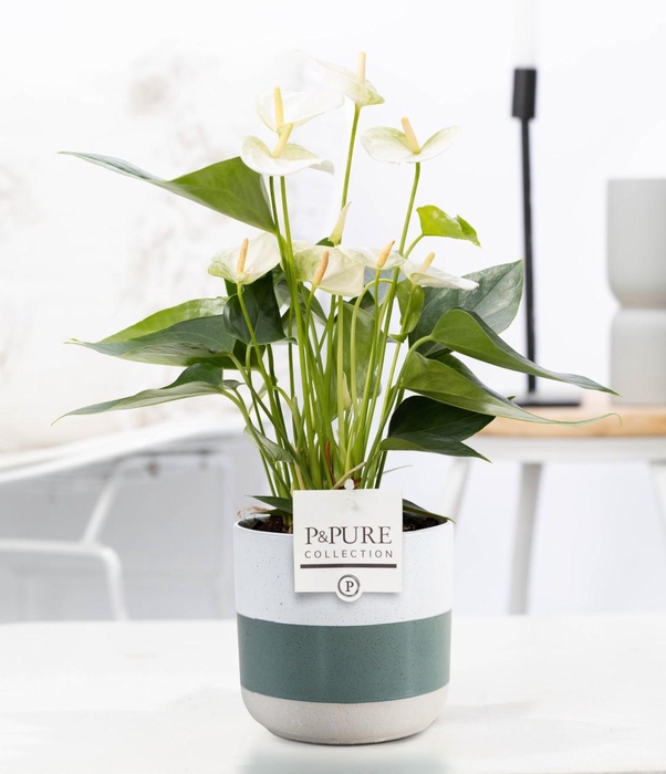 <h4>Anthurium white (Elido) in P&PURE Lauren ceramics</h4>