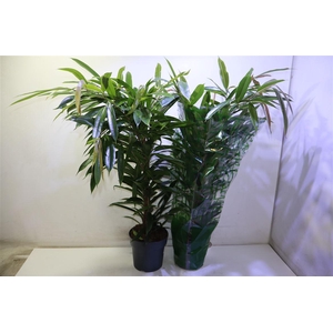 arr8 Fic Bin Amstel King