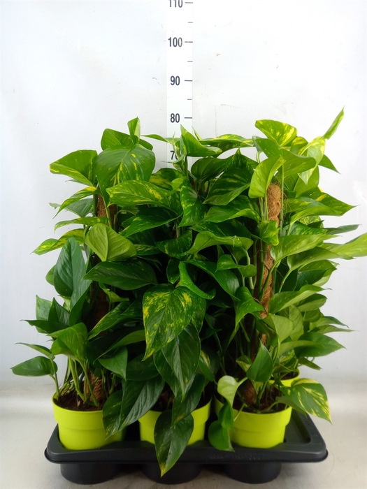 <h4>Epipremnum pinn.   ...moss stick</h4>