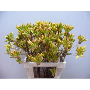 Rhodo ( Azalea ) Yellow 60cm P Stem