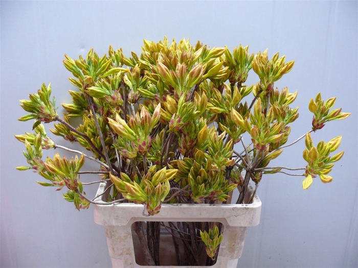 <h4>Rhodo ( Azalea ) Yellow 60cm P Stem</h4>