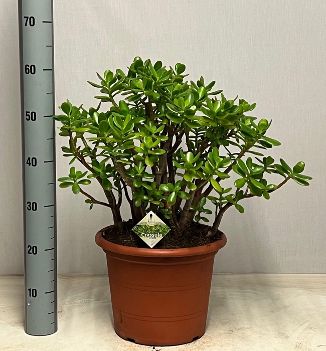 <h4>CRASS OVATA</h4>