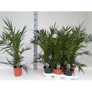 Phoenix Canariensis 17Ø 80cm
