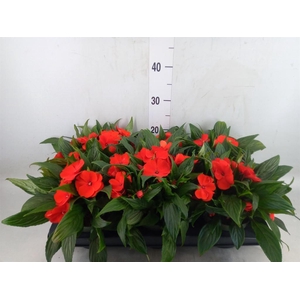 Impatiens NG 'Tamarinda Orange'